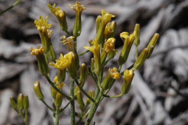 Cerefolio acuminado 5