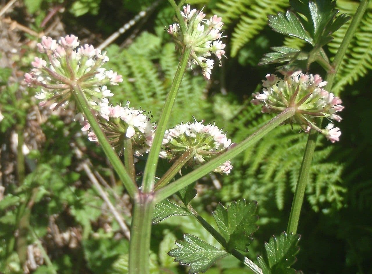 Oenanthe pimpinelloides 15