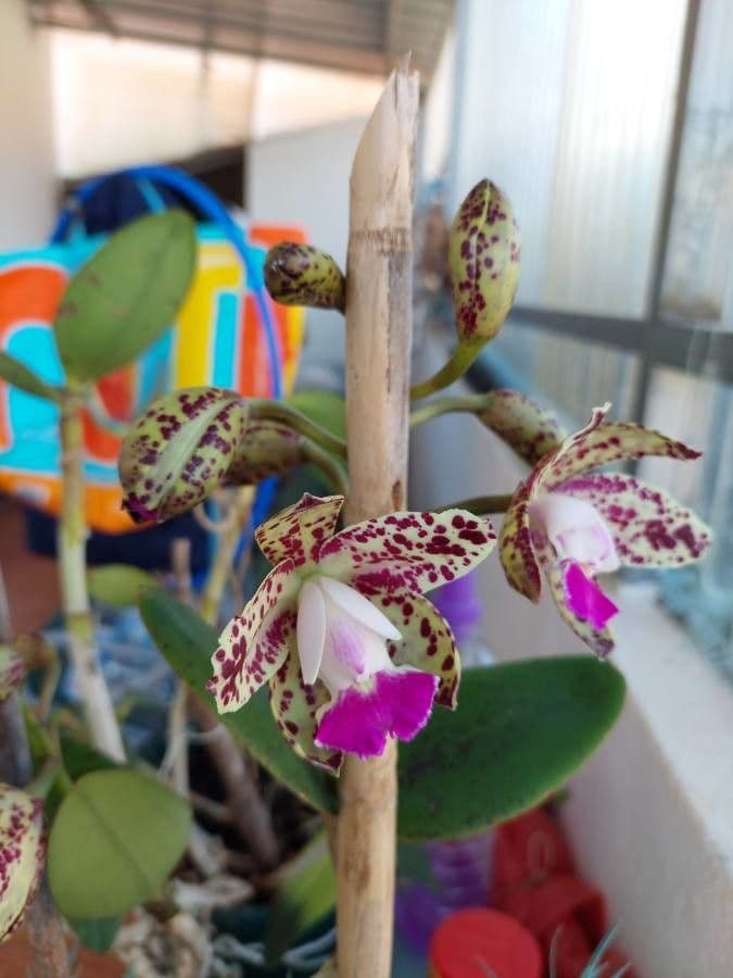 Cattleya 5