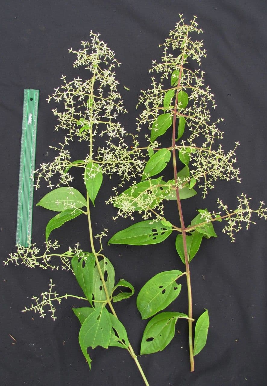 Mikania silvatica 5