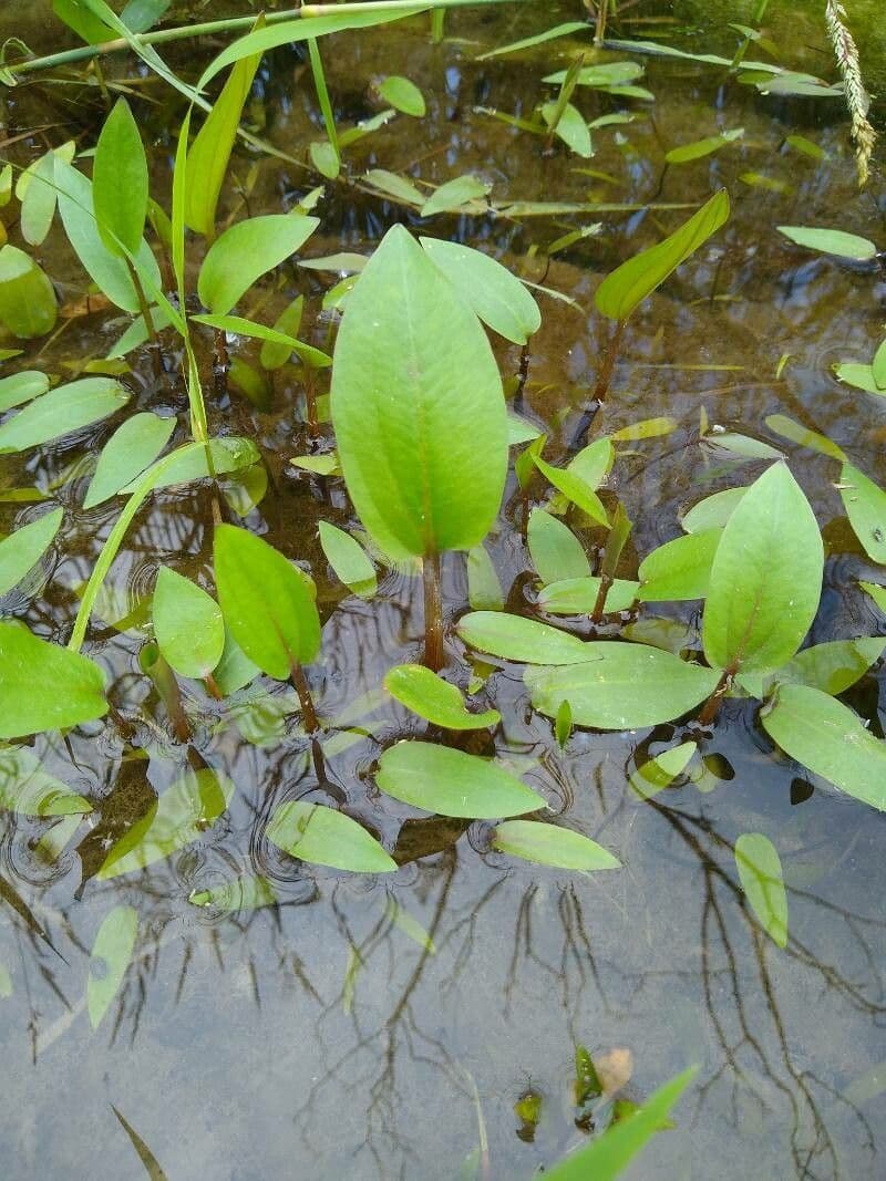 Alisma subcordatum 10