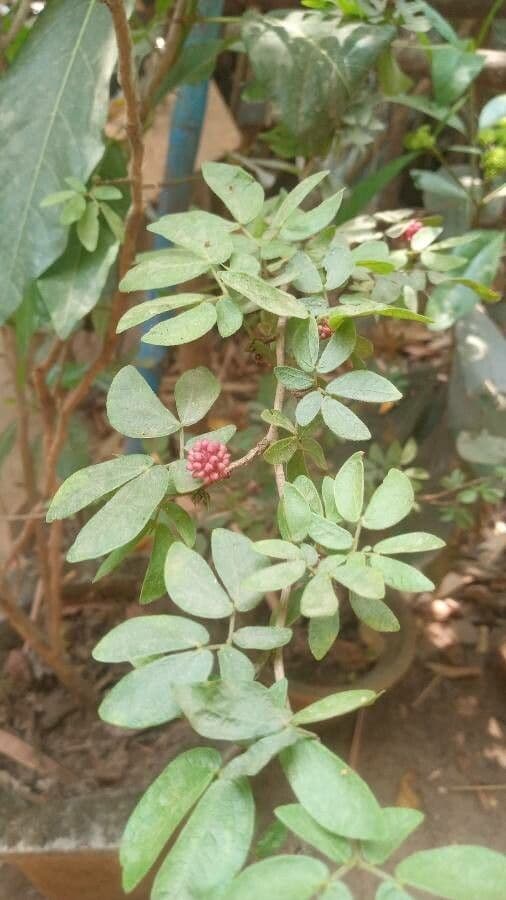Calliandra 4