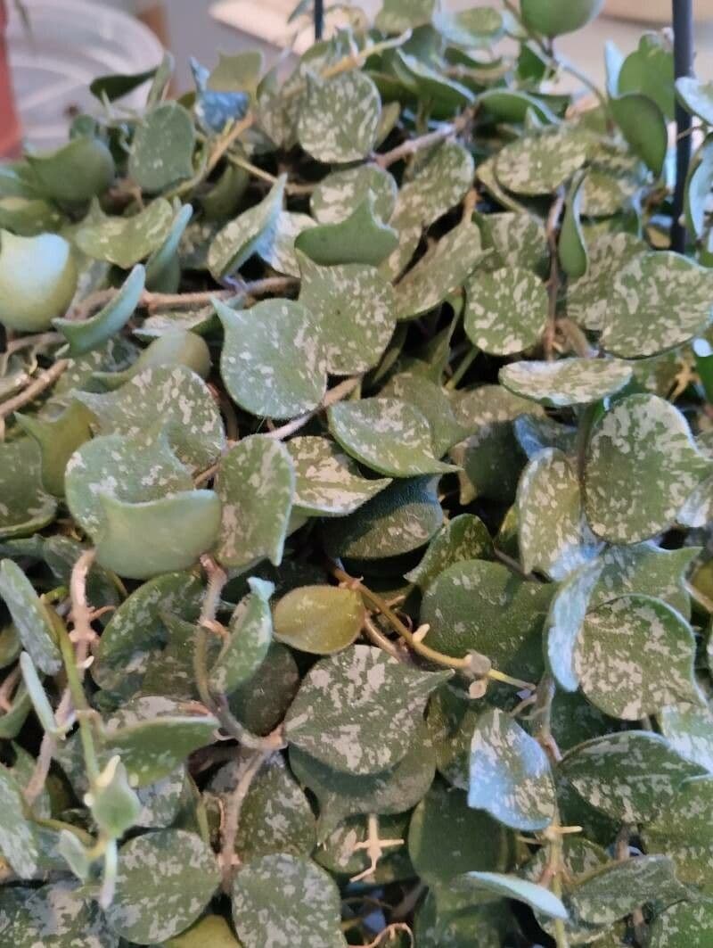Hoya 9