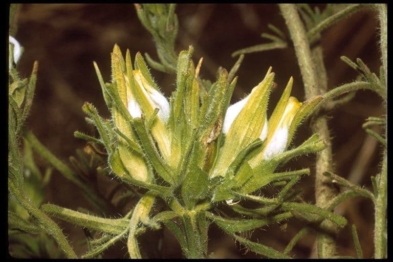 Cordylanthus rigide 2