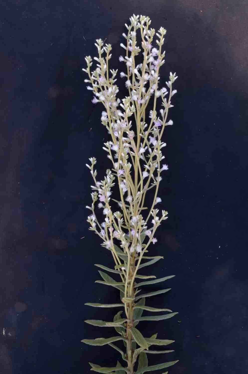 Chrysolaena 7