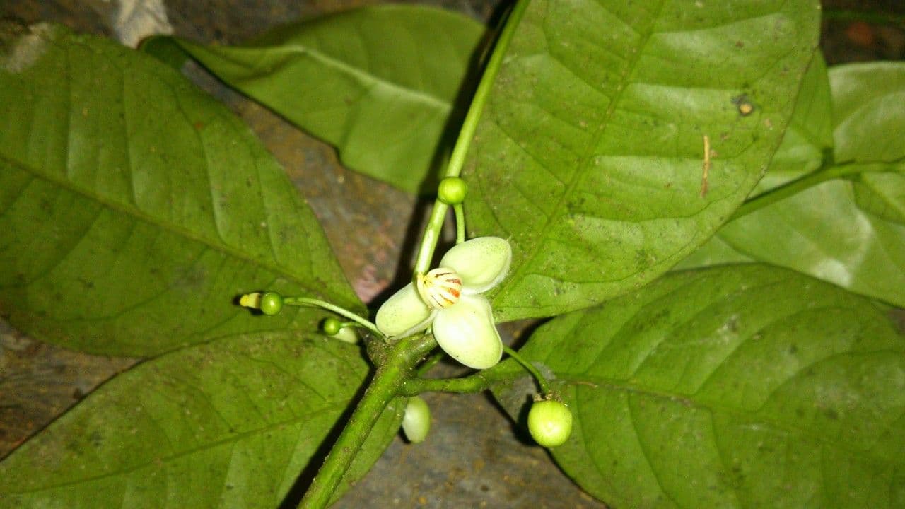 Peltostigma 9