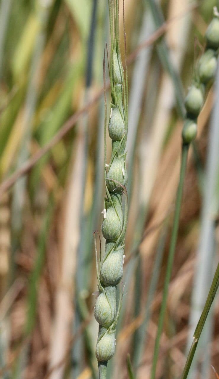 Aegilops ventricosa 4