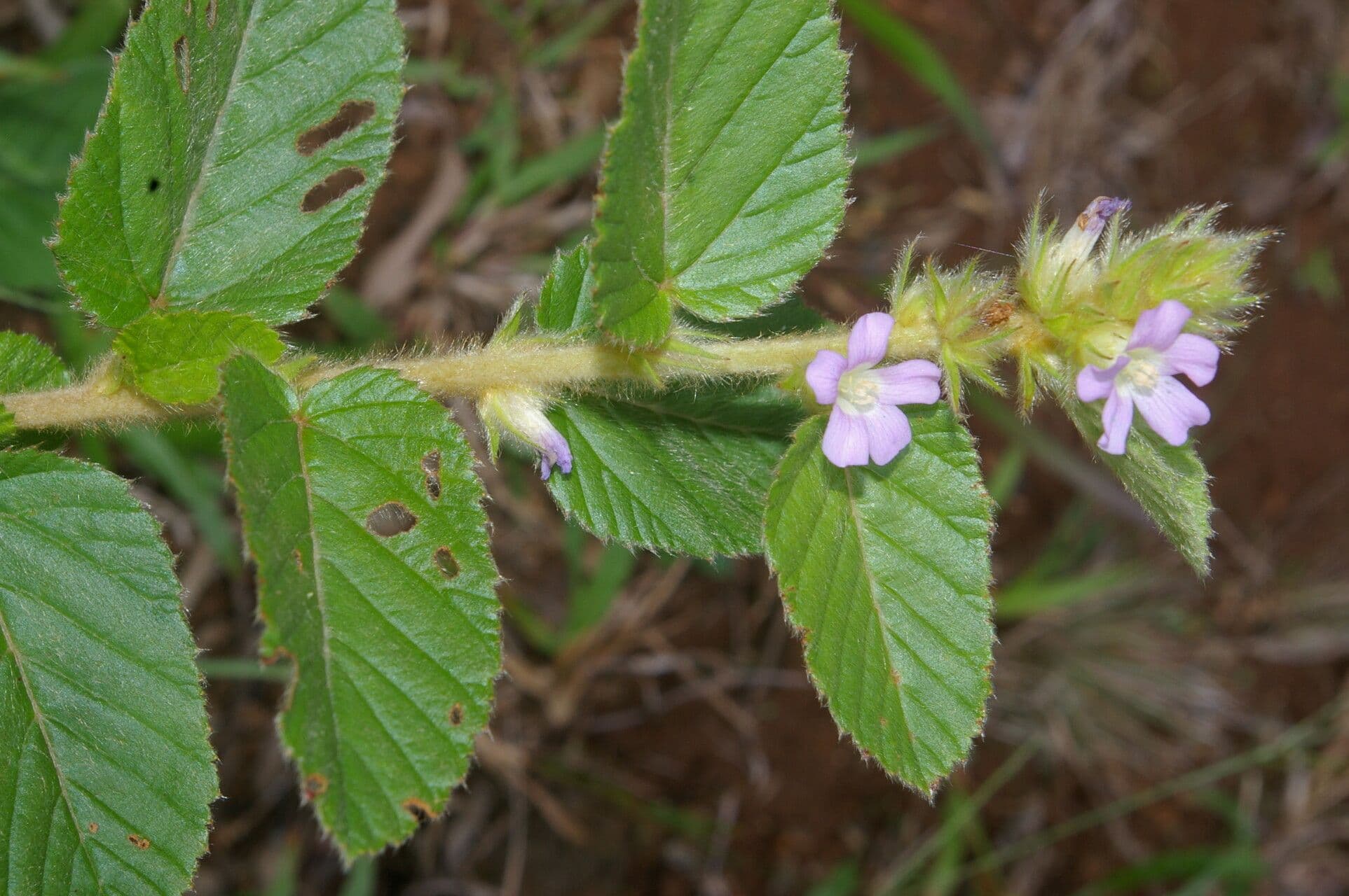 Melochia villosa 14