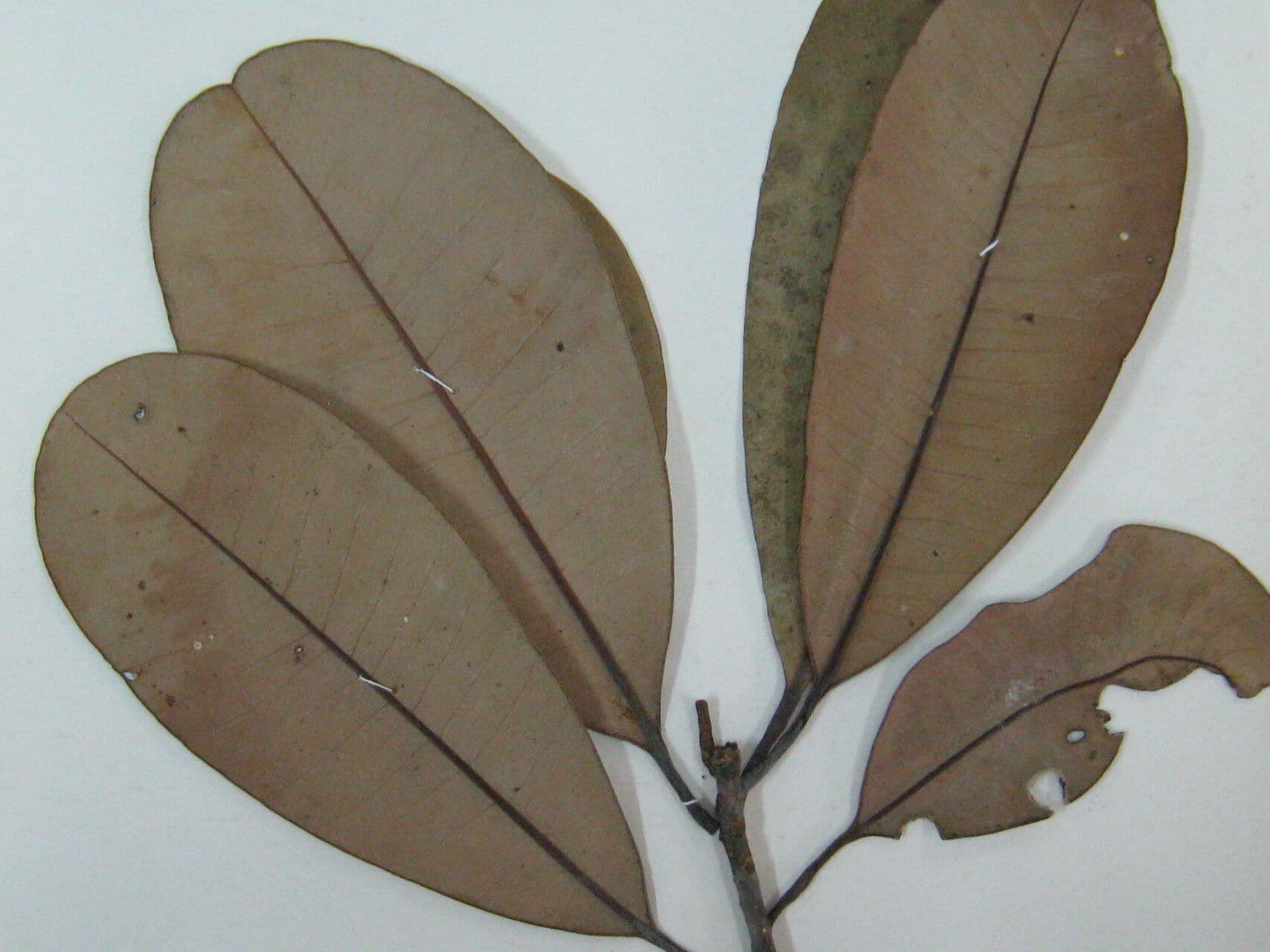Aspidosperma 3