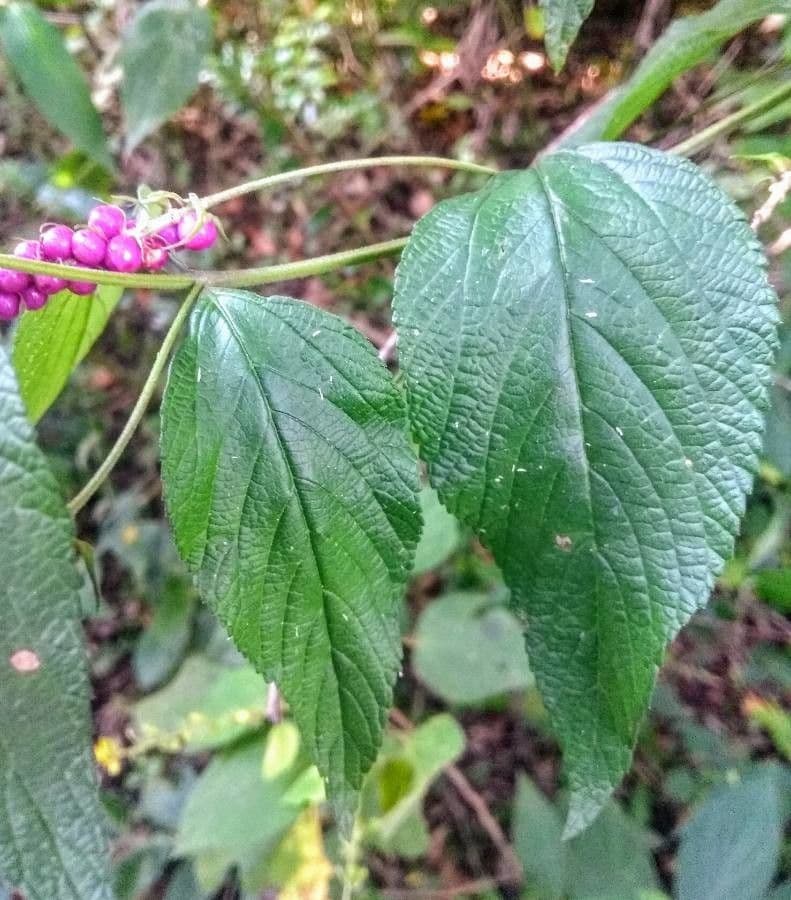 Callicarpa 3