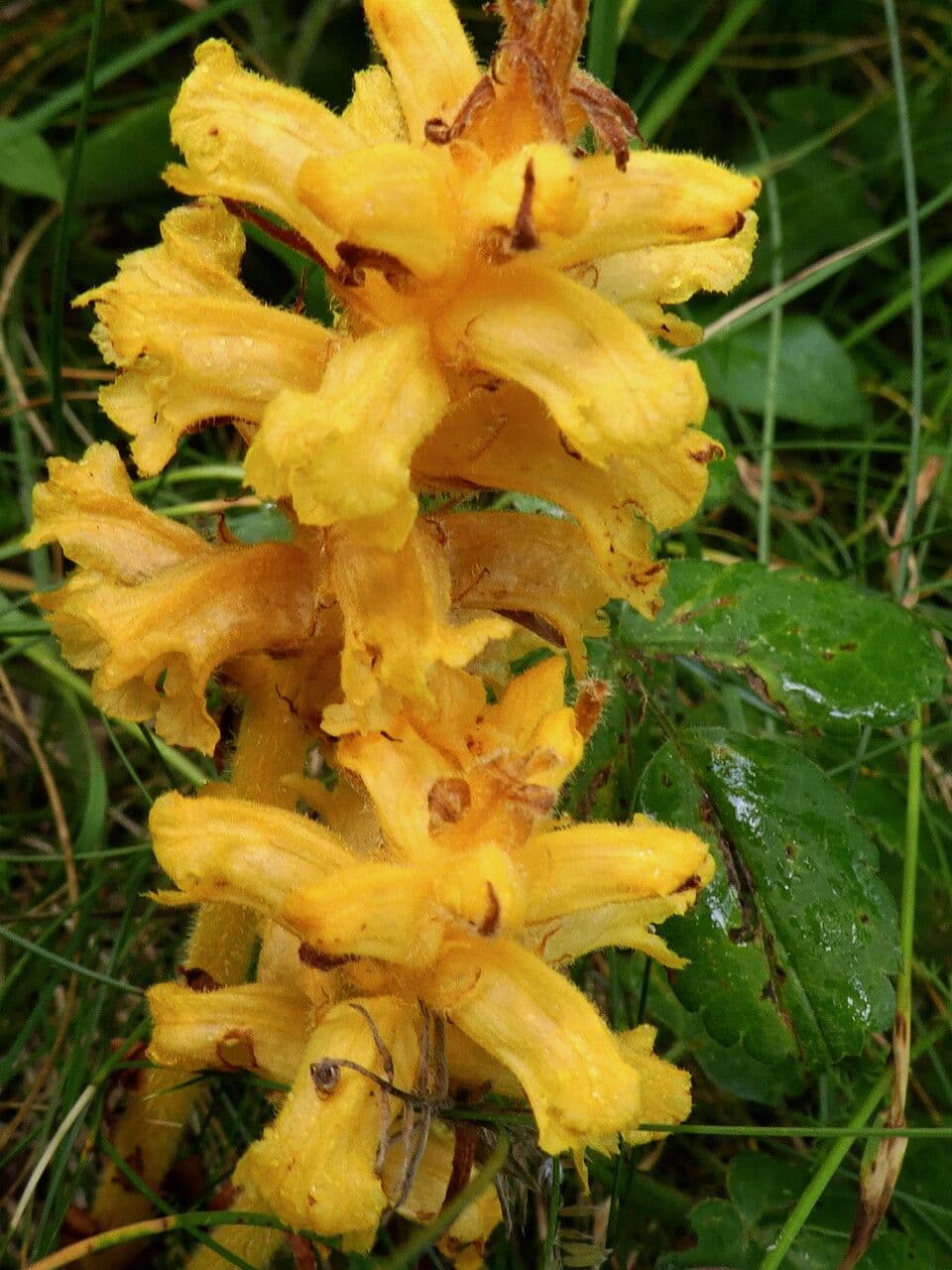 Rafio a fiori gialli 6