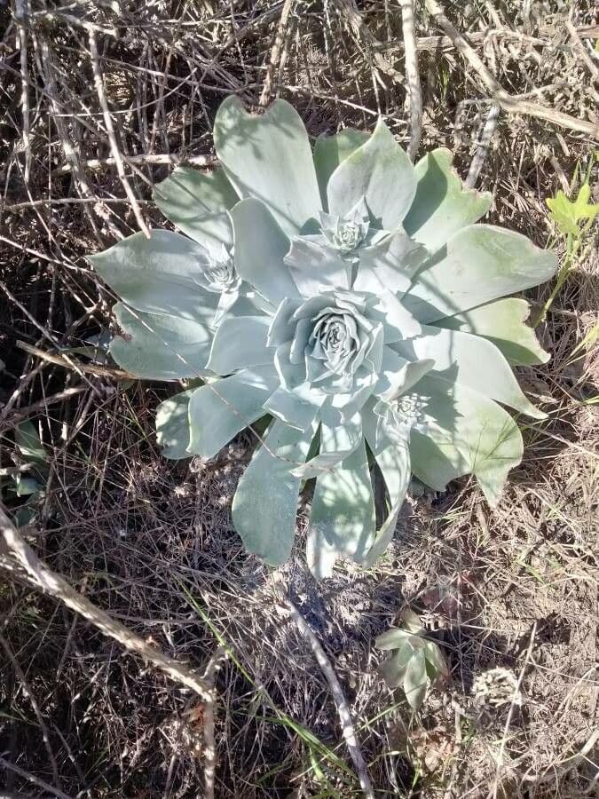 Dudleya pulverulenta 2