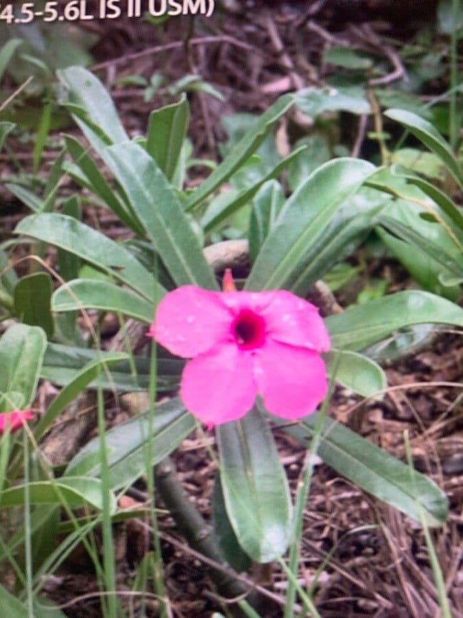 Adenium 5