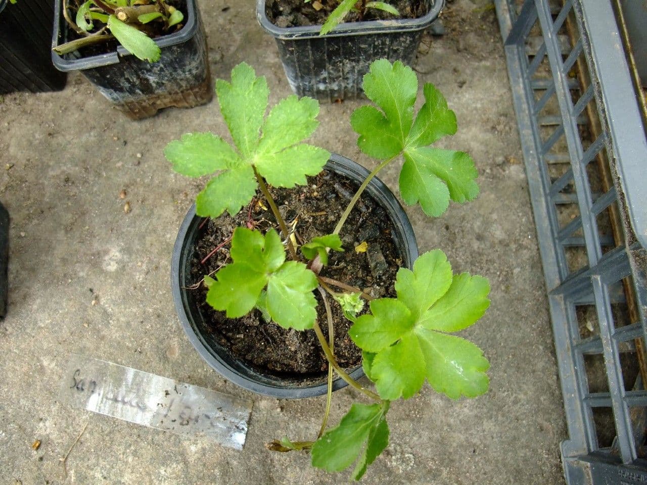 Sanikula 7