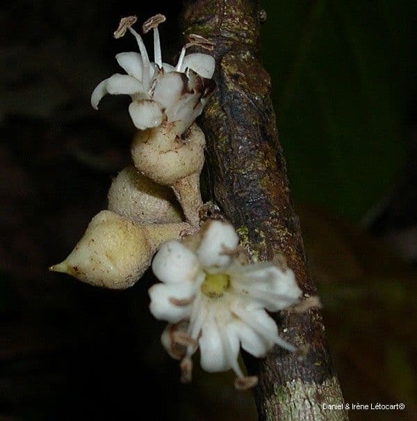 Pycnandra 4