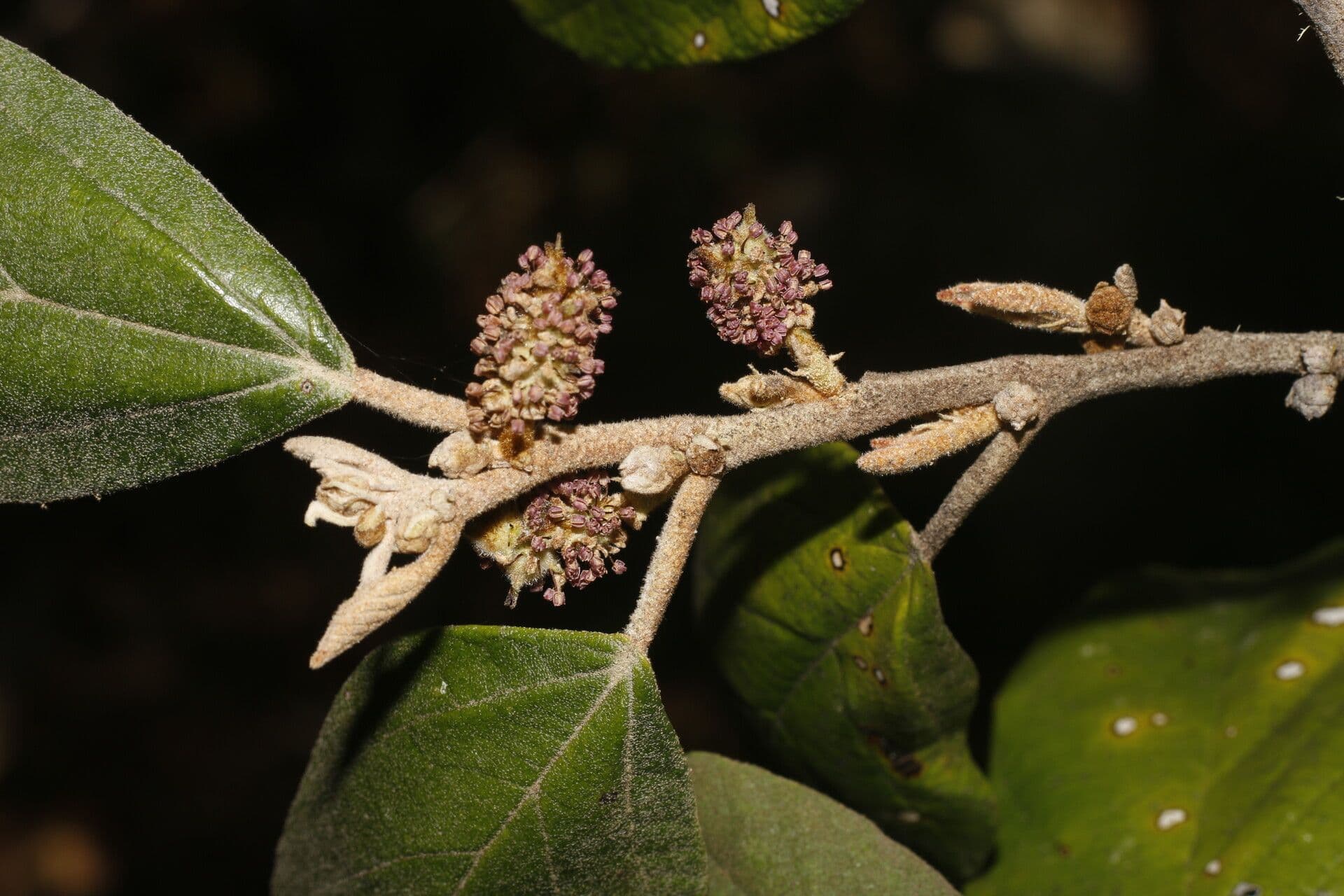 Molinadendron 8