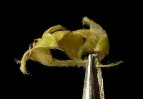 Przytulia blada 2