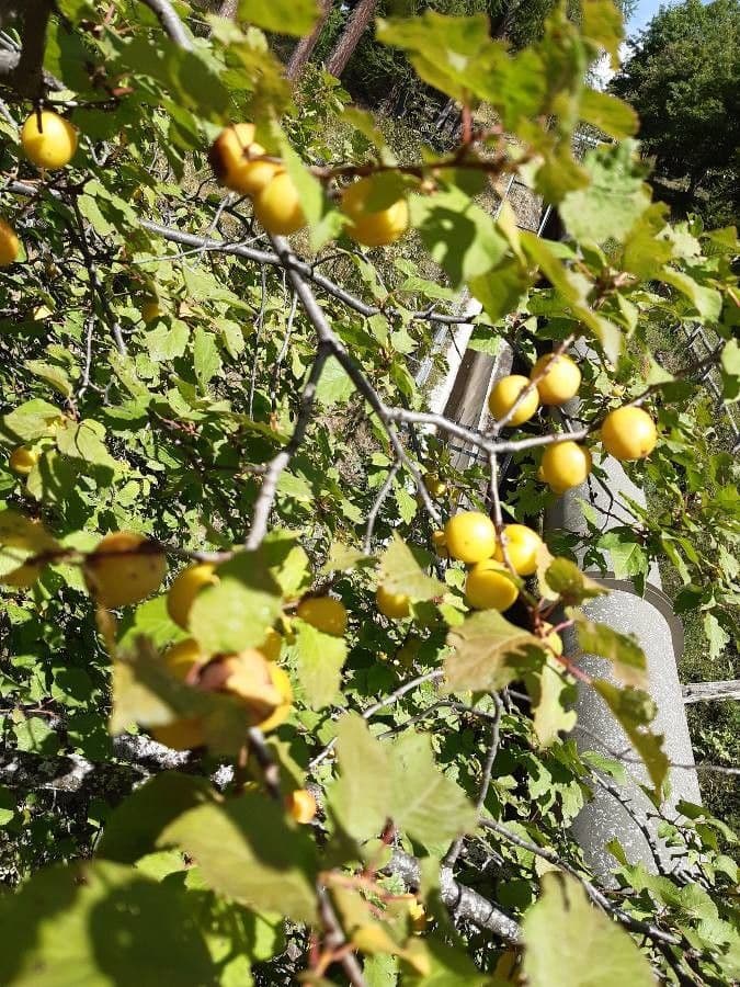 Susino brigantino 14