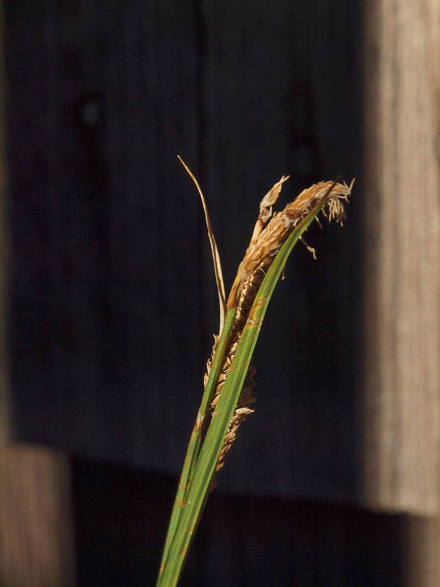 Carice spectabilis 5