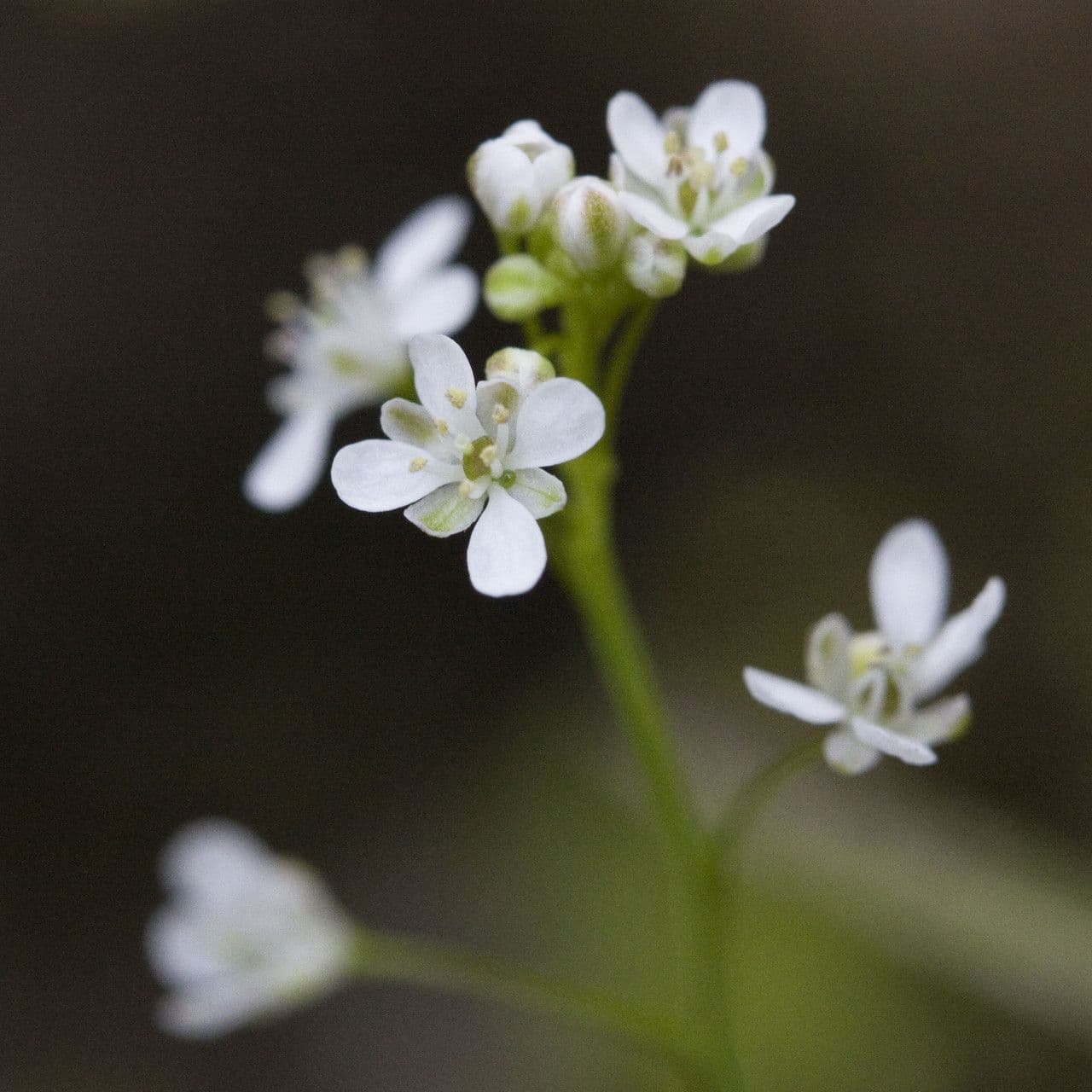 Thysanocarpus laciniato 7