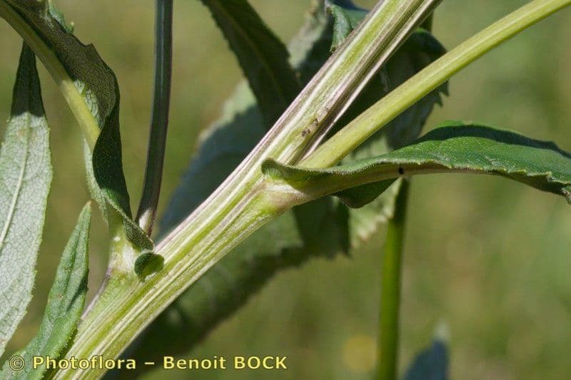 Senecio 17