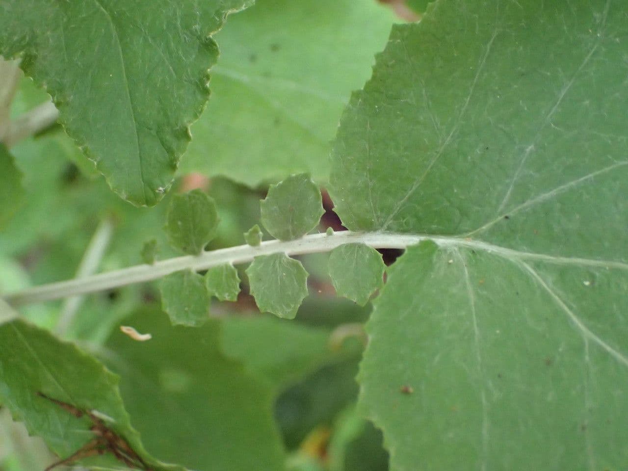 Pericallis 14