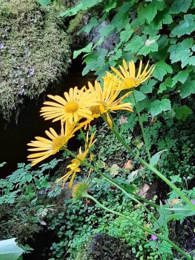 Doronicum austriacum 19