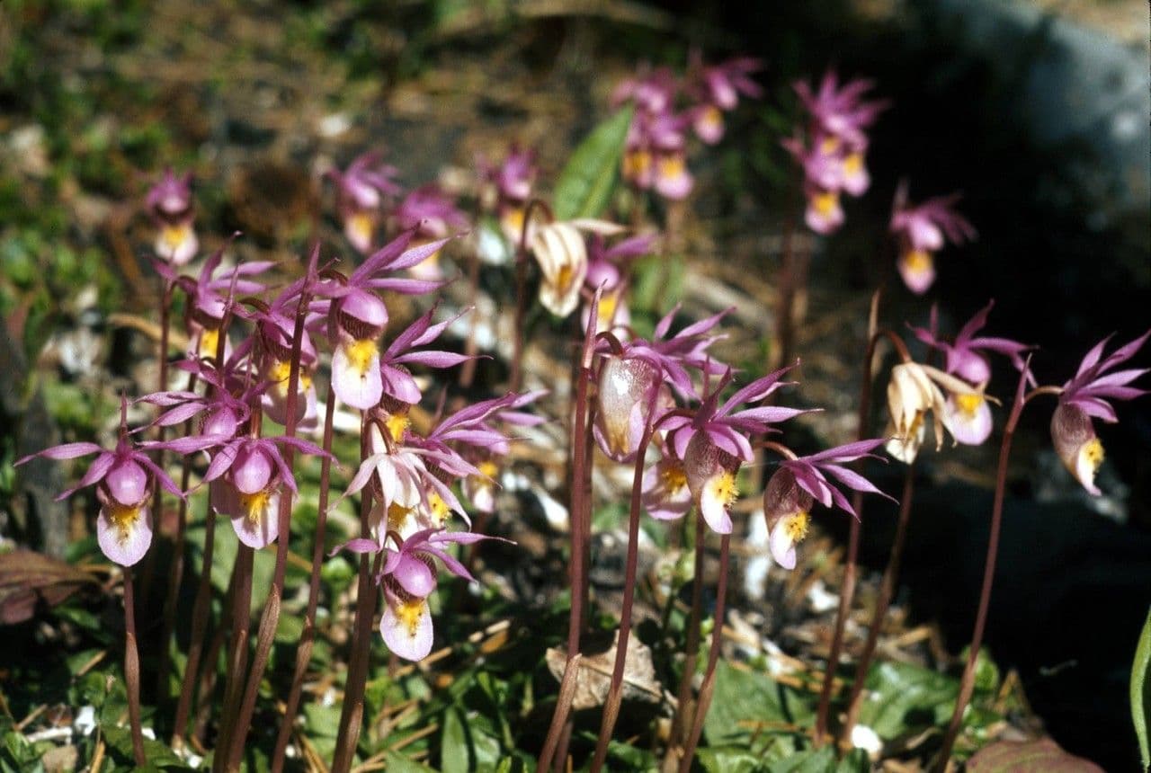 Calypso bulbosa 8