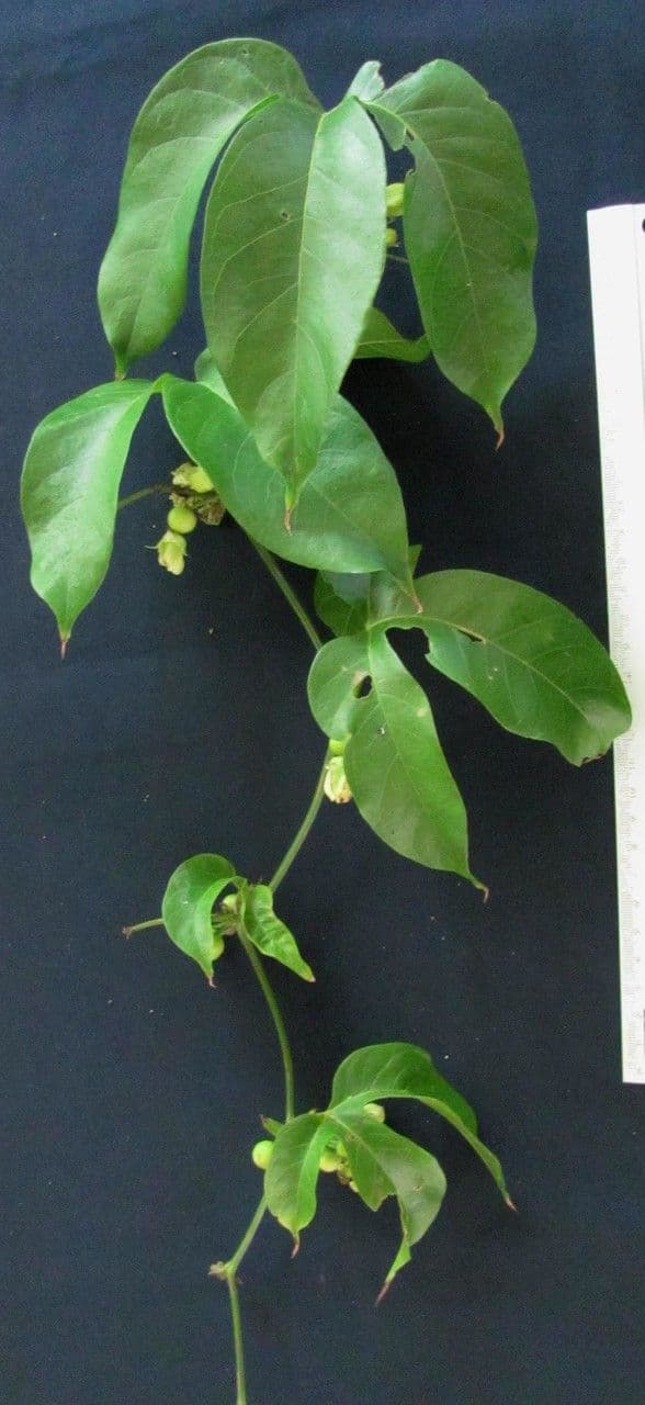 Cayaponia 4