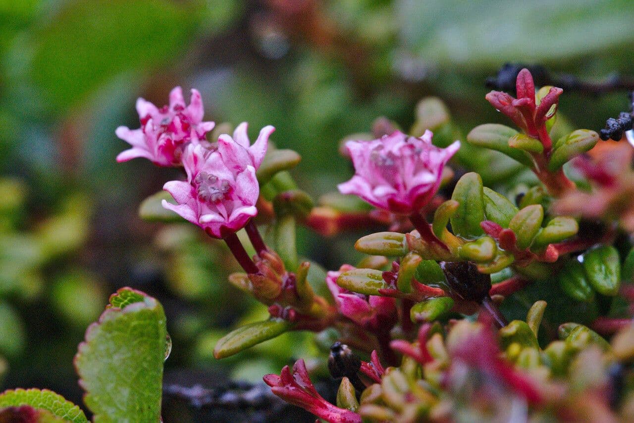 Azalea rastrera 4