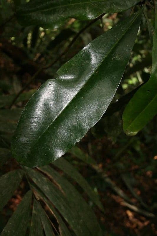 Rhabdodendron 2