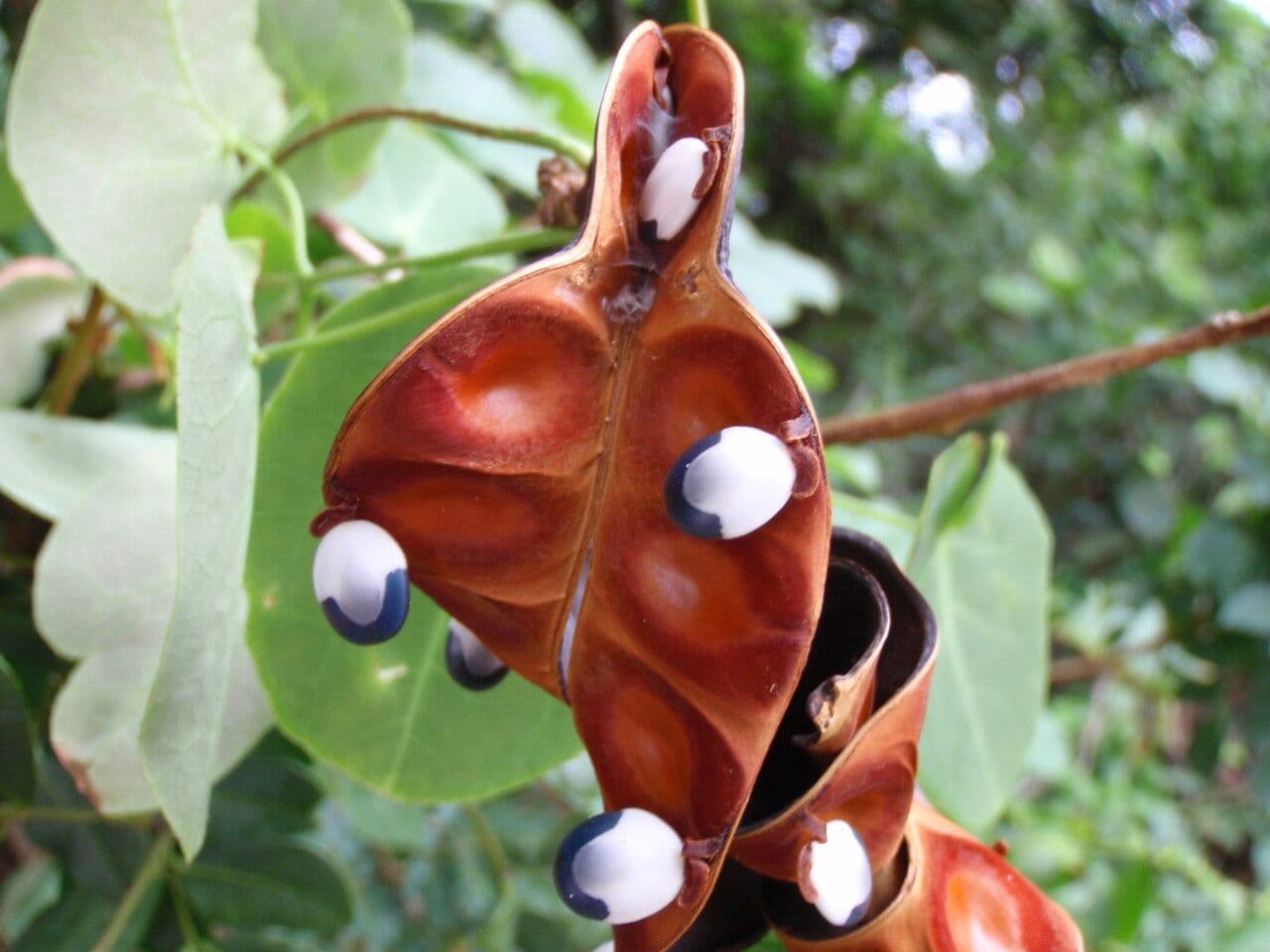 Jupunba 2