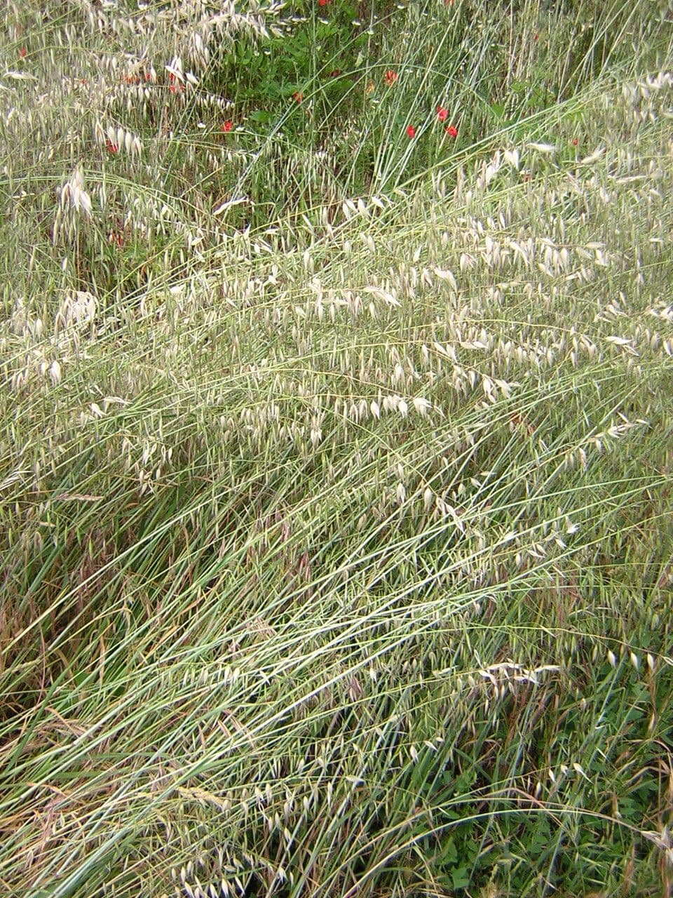 Avena maggiore 11