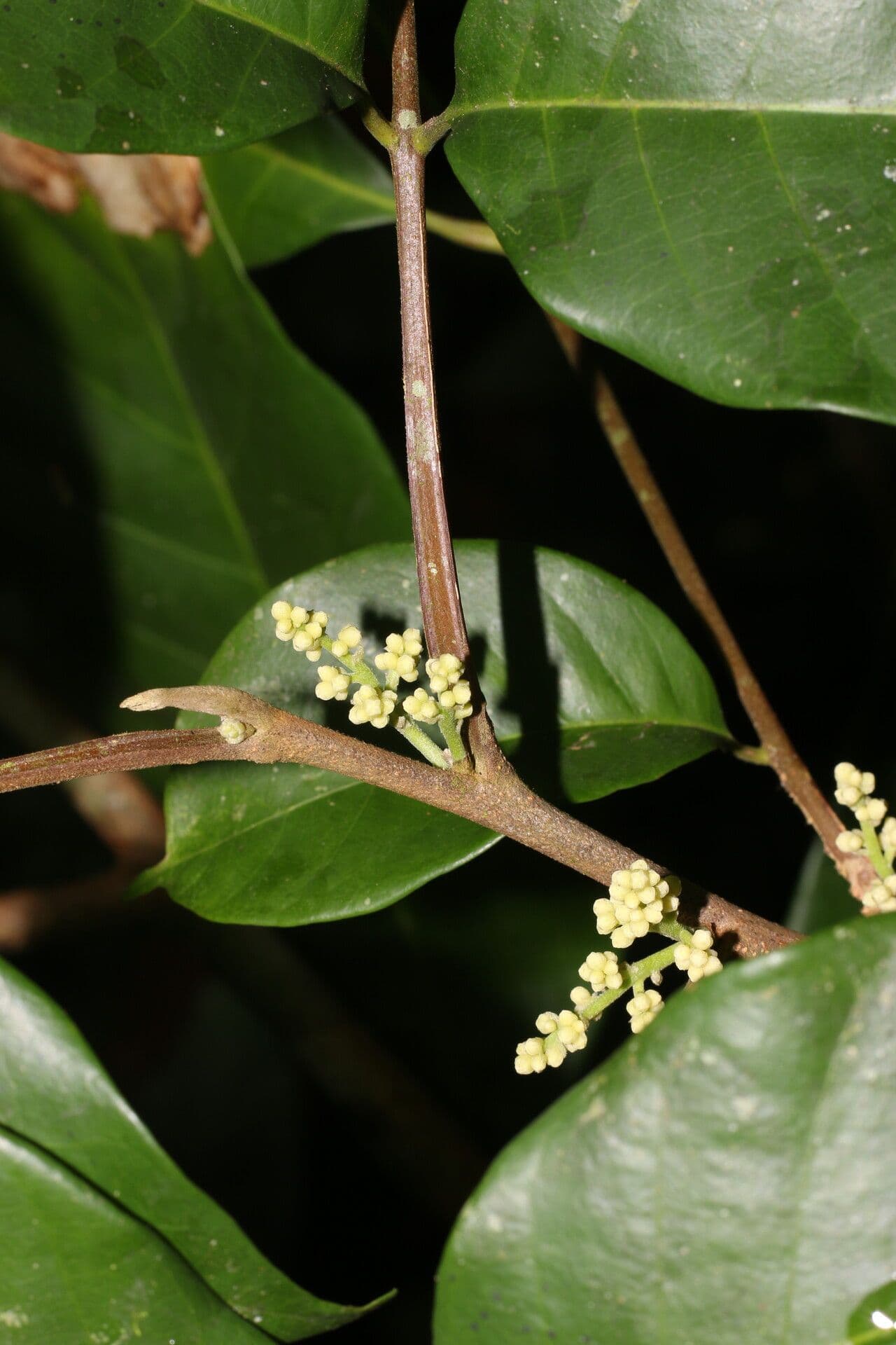 Trichilia 9
