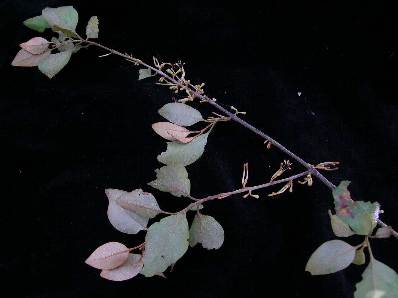 Scurrula parasitica 5