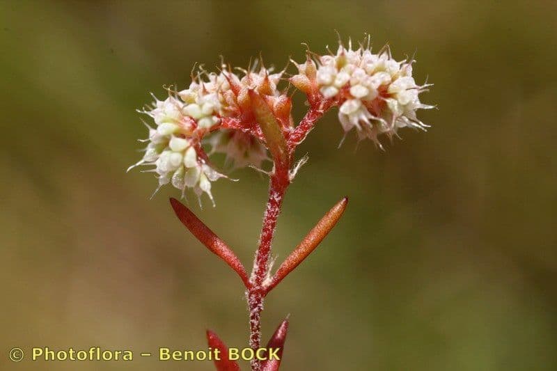 Chaetonychia 13