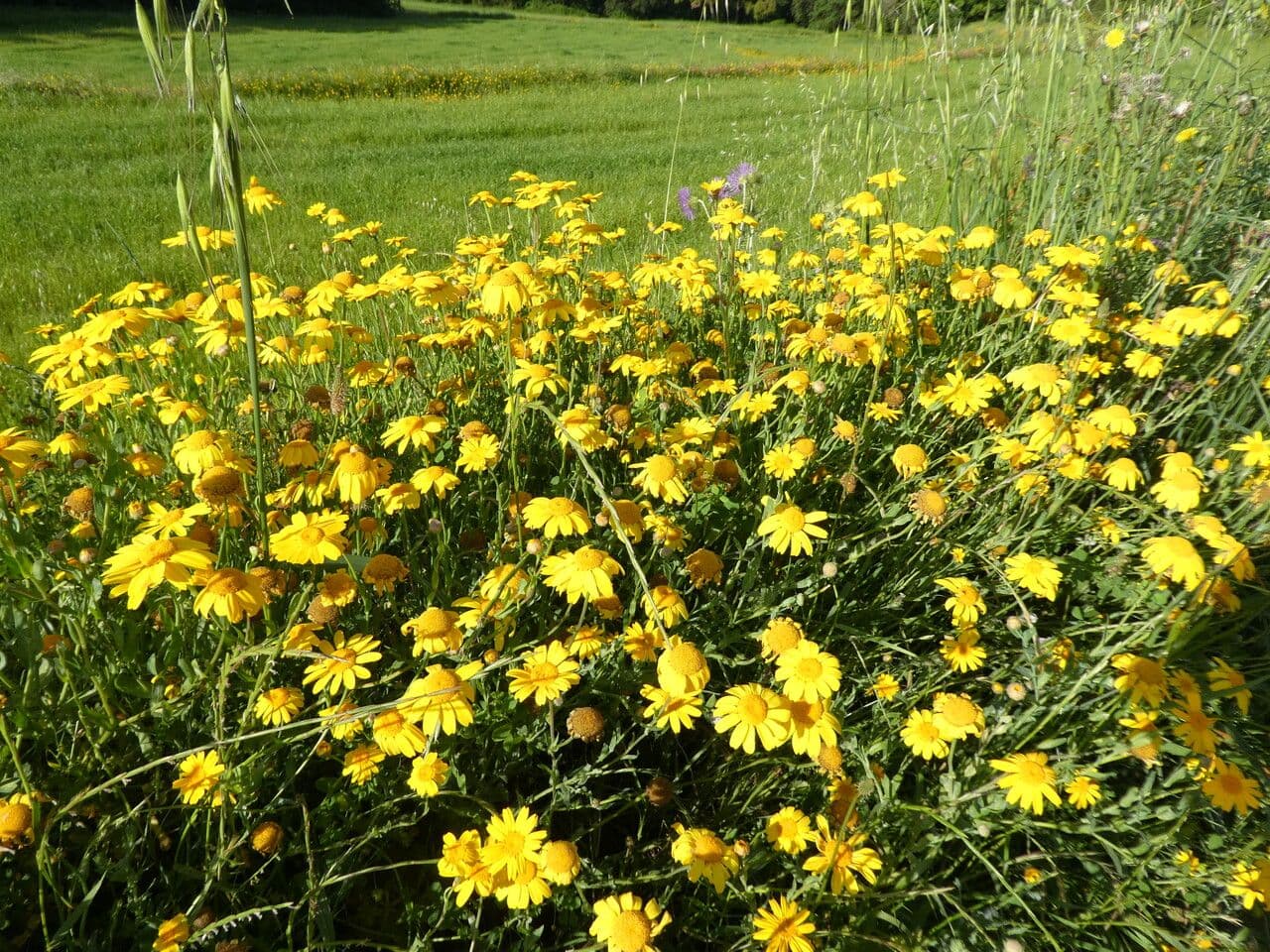 Saat-Wucherblume 11