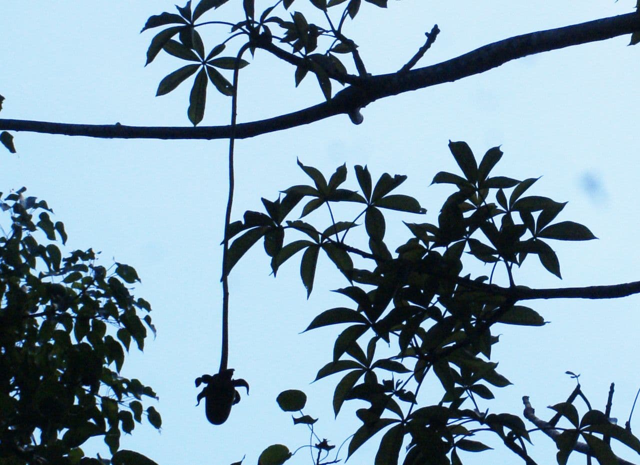 Baobab 27