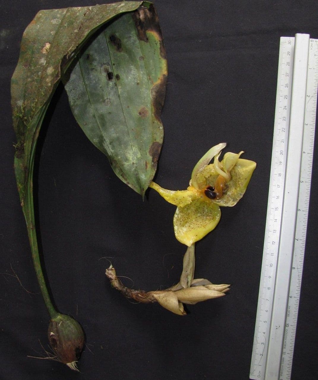 Stanhopea 14