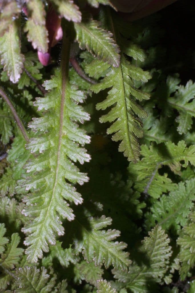 Pedicularis canadensis 13