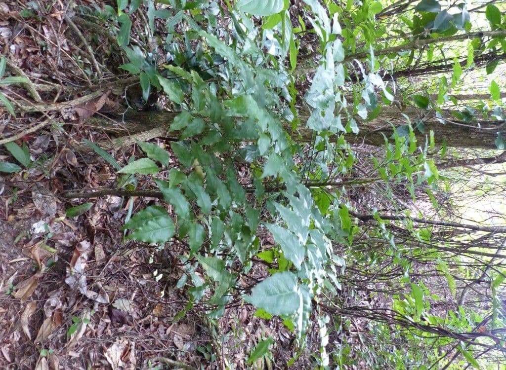 Phyllanthus