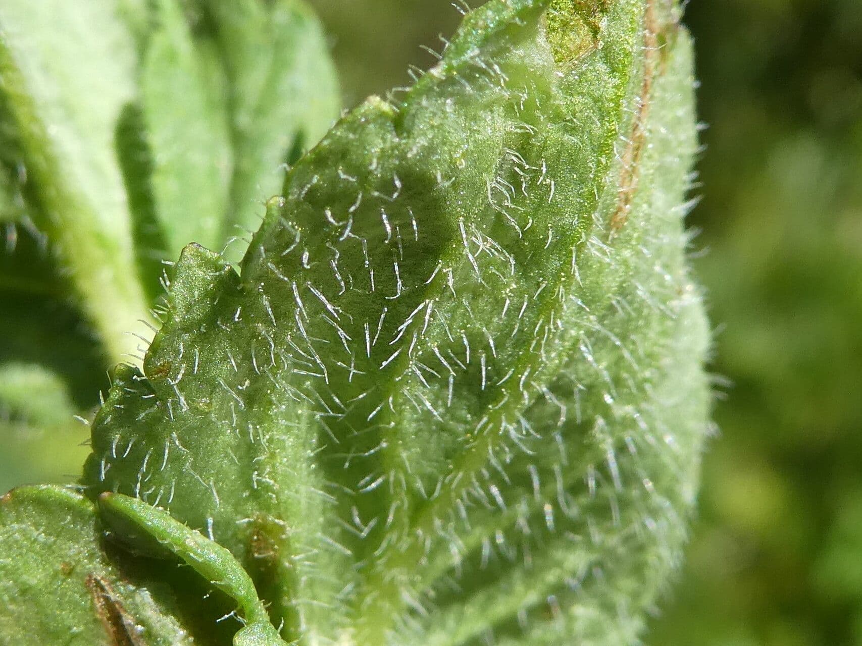 Veronica ponae 19