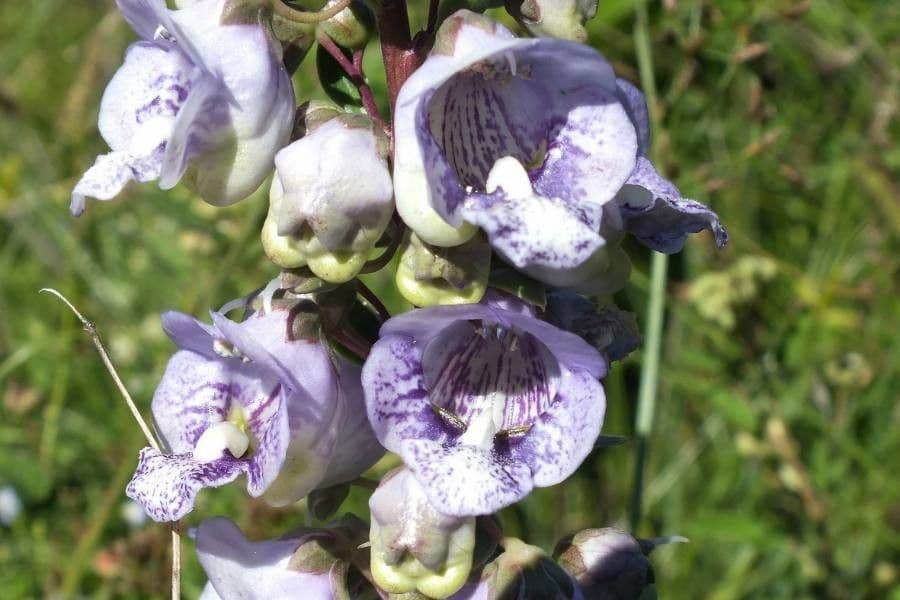 Angelonia integerrima 5