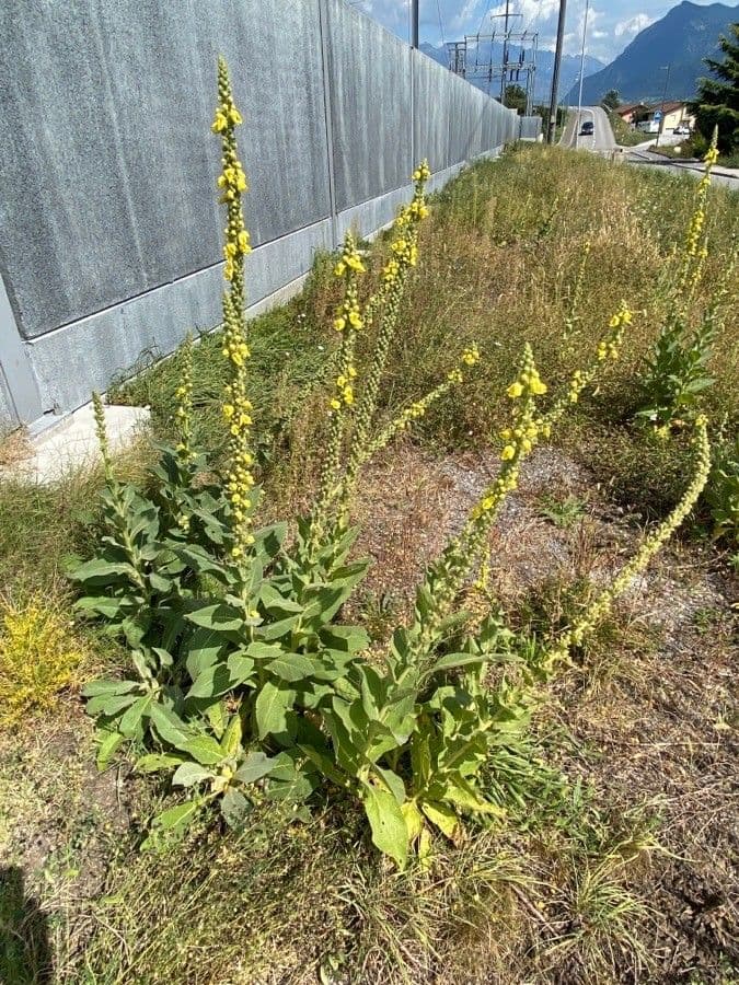 Großblütige Königskerze 13