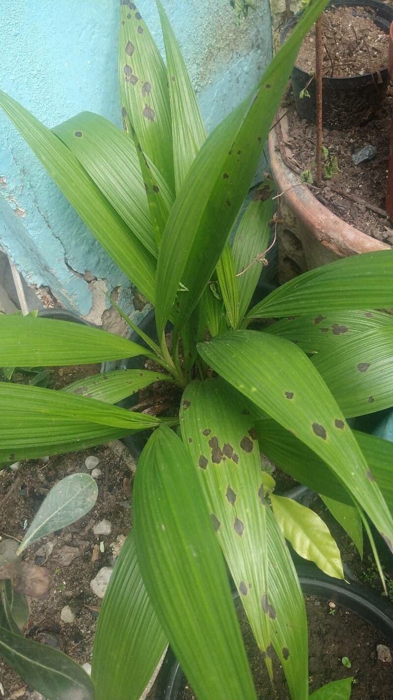 Bletilla striata 13