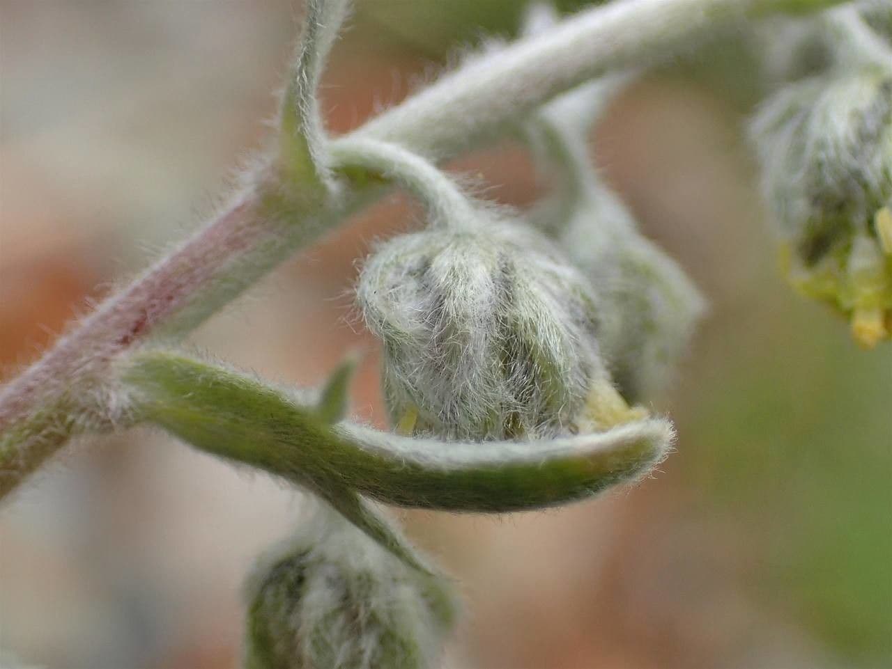 Artemisia a ombrella 2