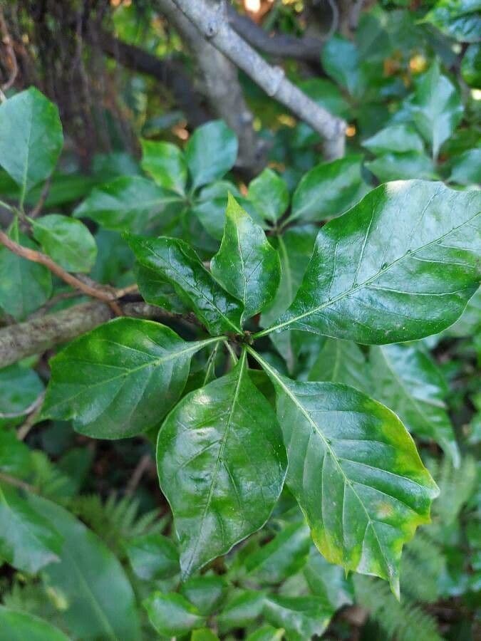 Gardenia 17