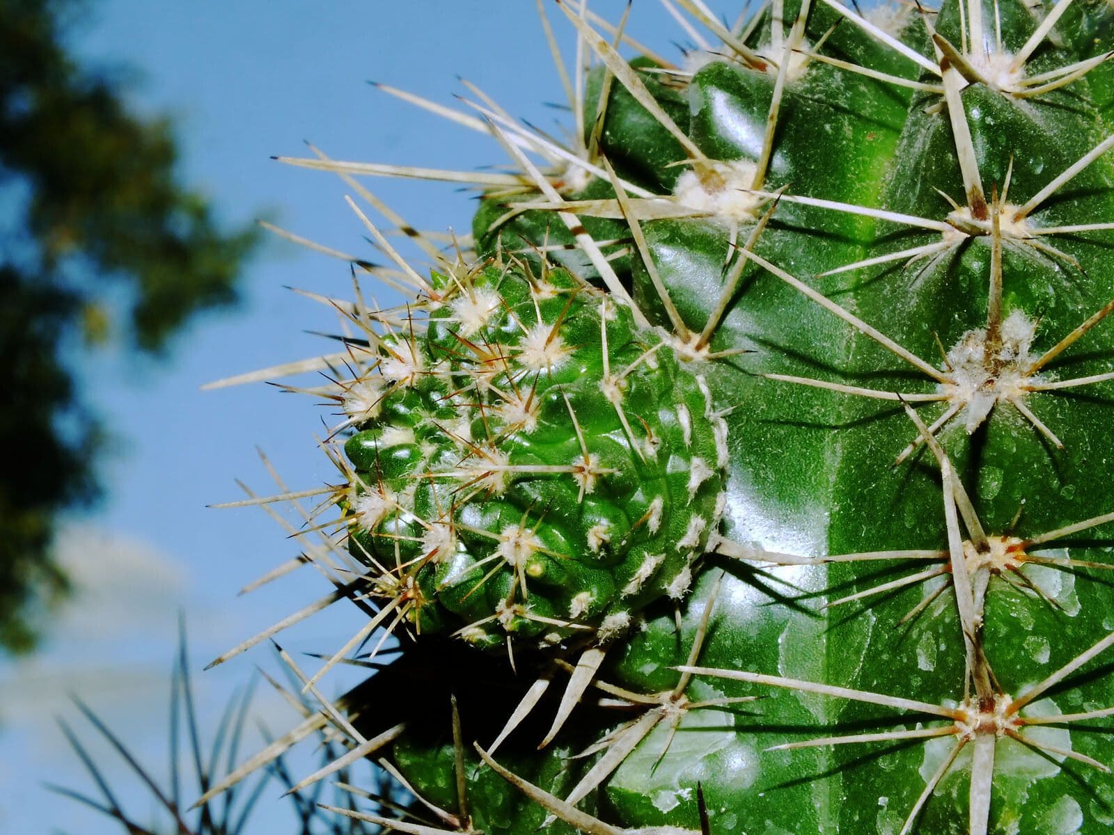 Thelocactus setispinus 8