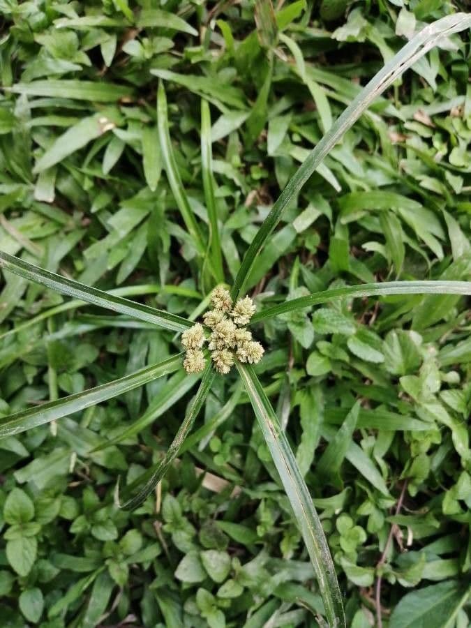 Schirmbinse 3