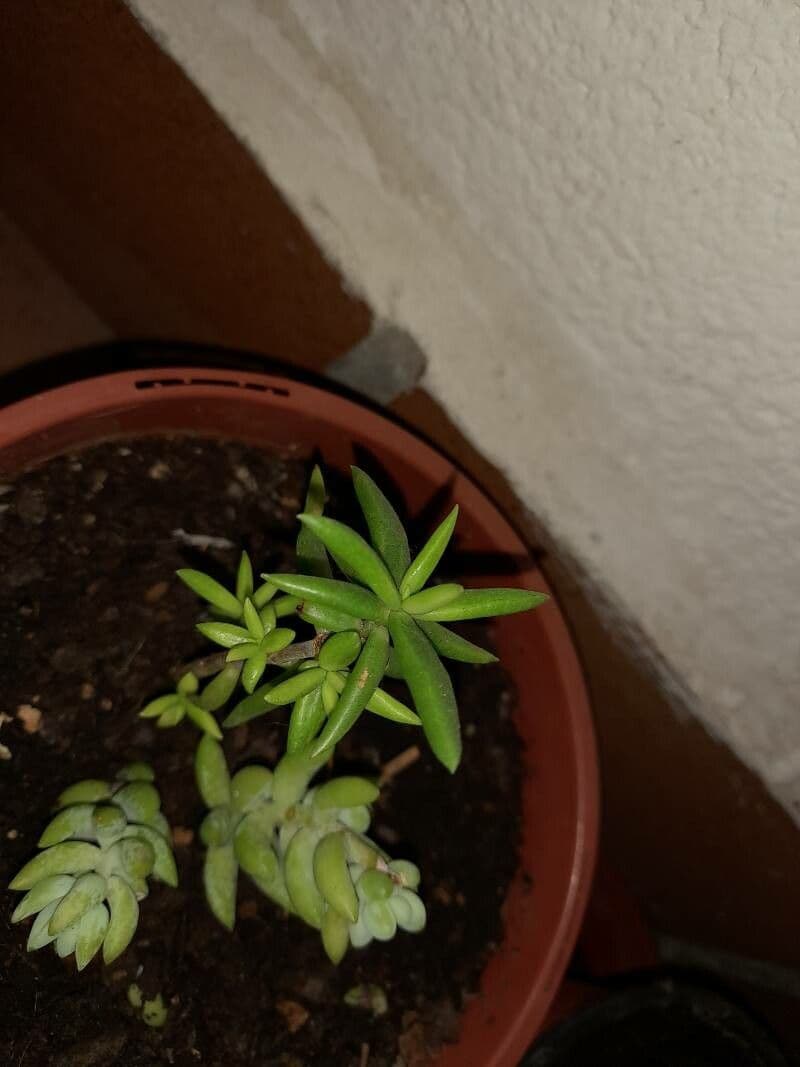 Monanthes